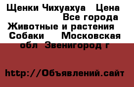 Щенки Чихуахуа › Цена ­ 12000-15000 - Все города Животные и растения » Собаки   . Московская обл.,Звенигород г.